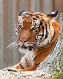 tiger portrait