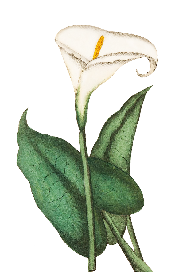 calla
