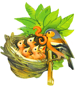 chaffinch feeding youn birds in nest