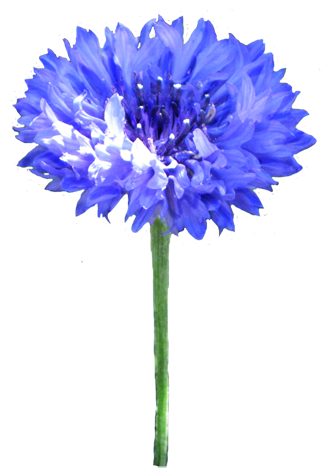 cornflower blue