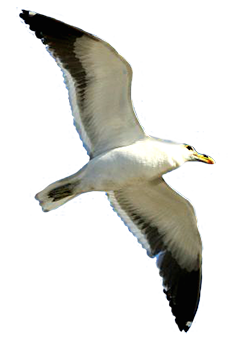 seagull graphic 