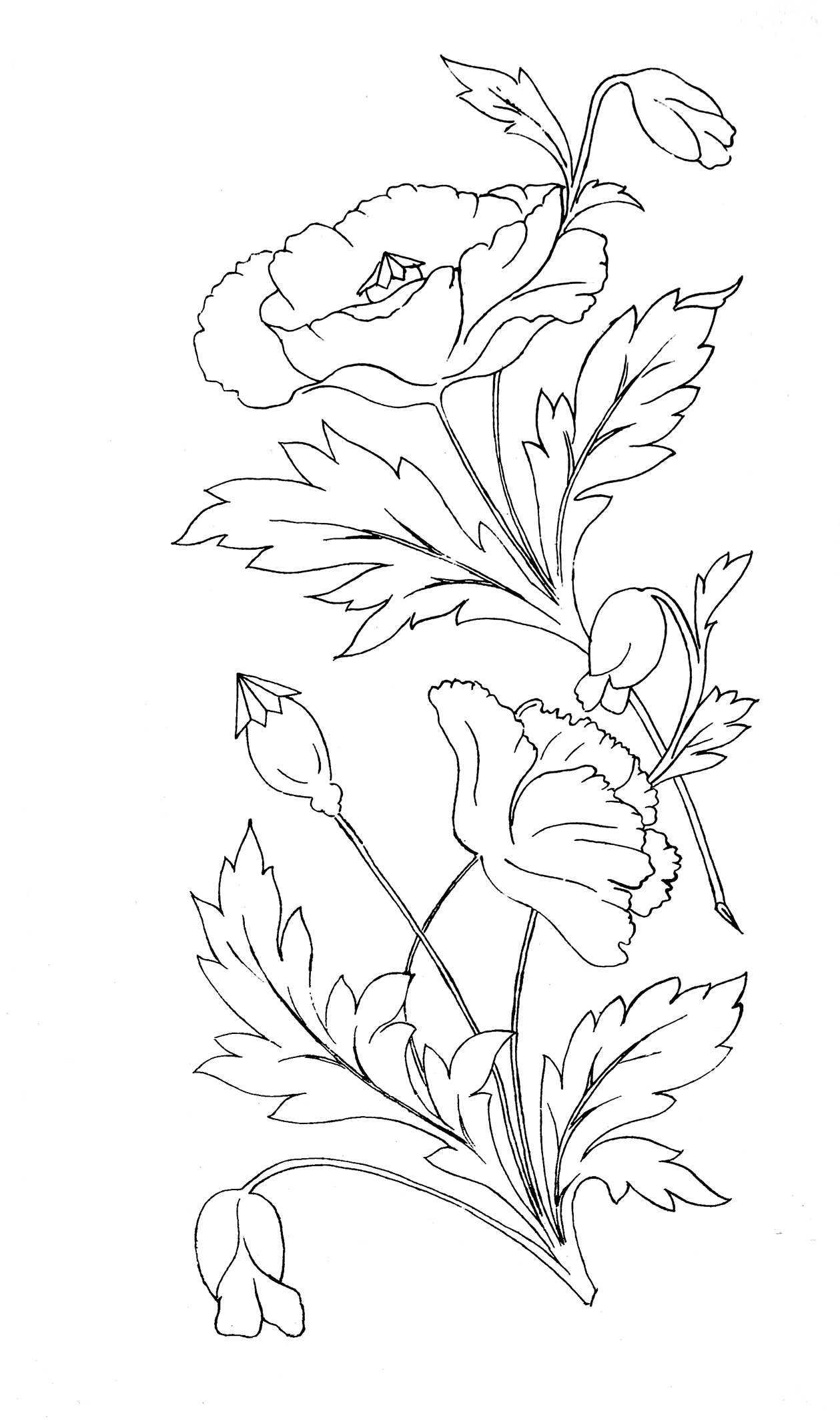 Download 31+ Poppies Flower Coloring Pages PNG PDF File