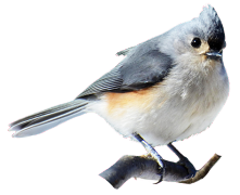 Tufted Titmouse clipart