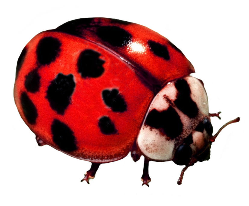 ladybug beetle 