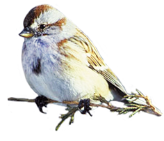American tree sparrow picture