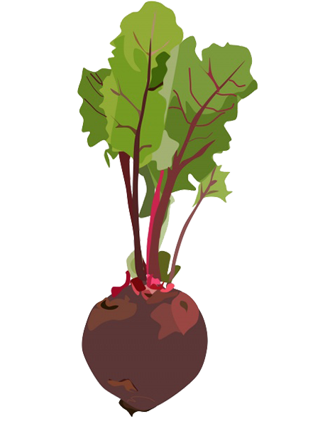 beetroot clipart