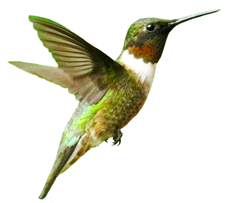 Humming-bird clip art