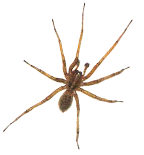 spider clip art