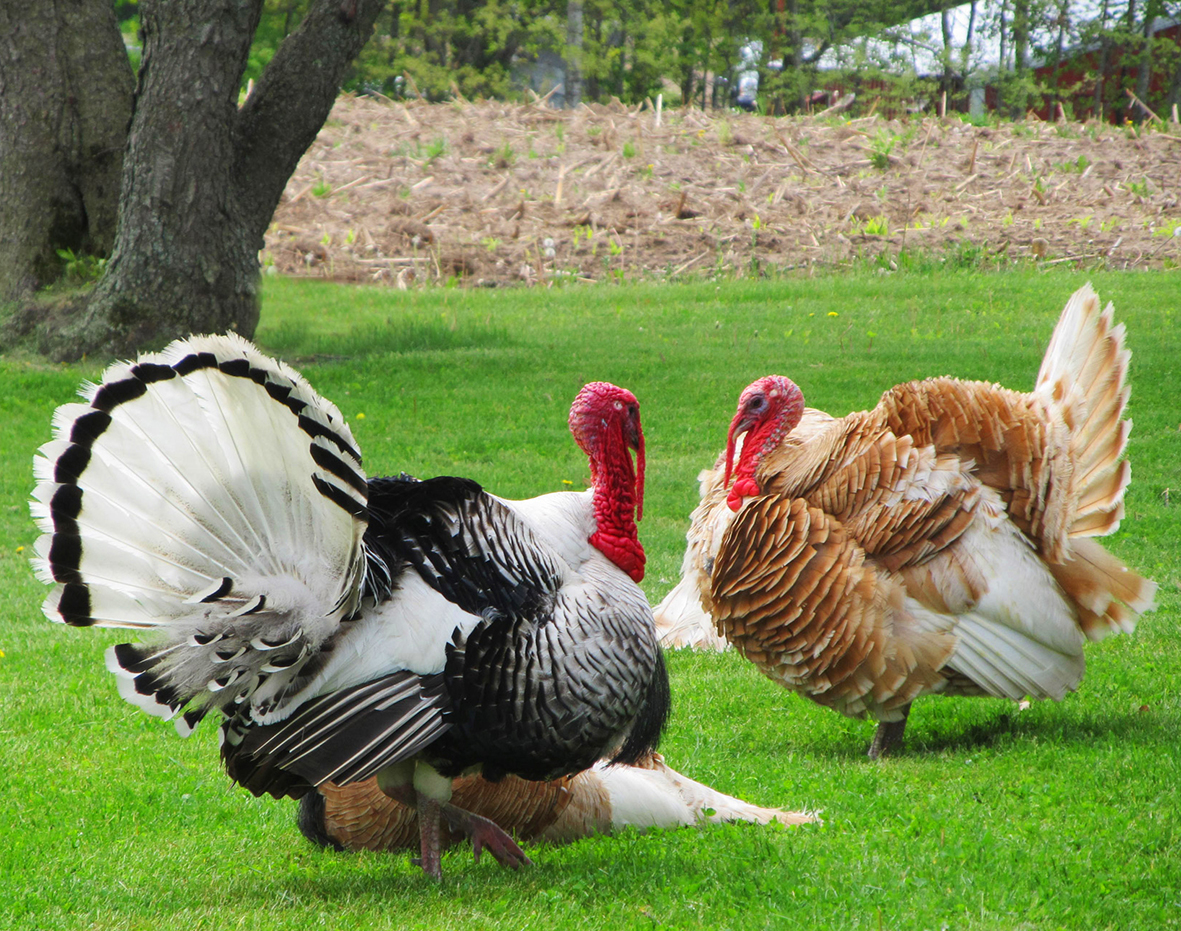 two turkeys in the straw