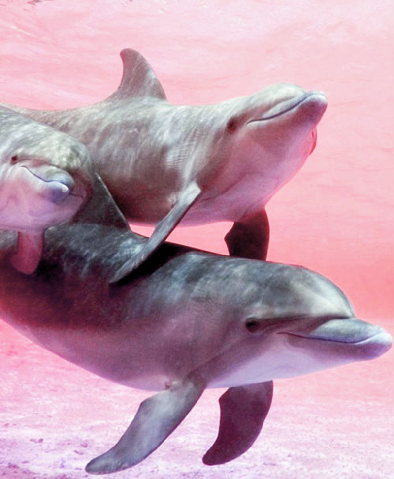 three bottlenose dolphins