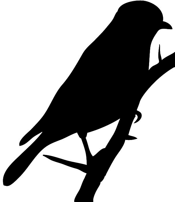 silhouette of bluebird black
