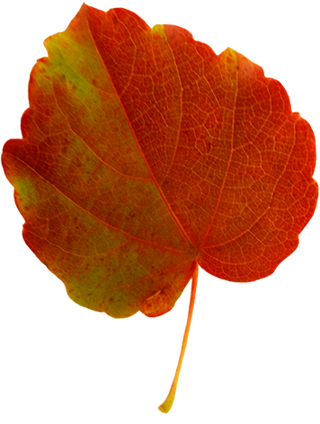 red and green leaf