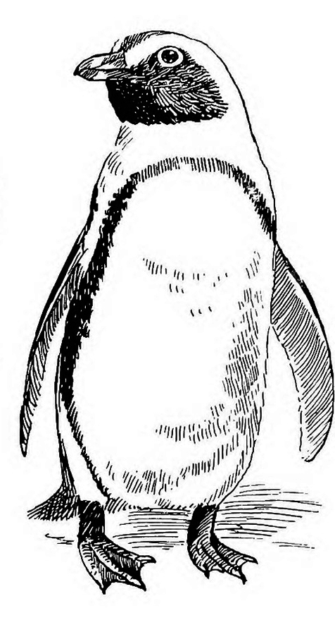 penguin drawing