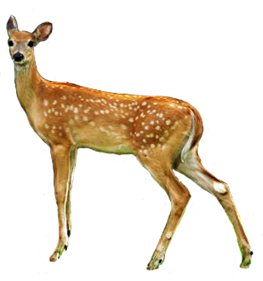 deer clip art