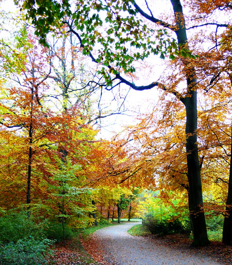 footpath in fall park