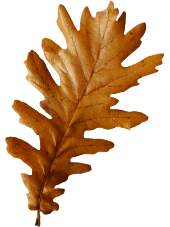 oak leaf