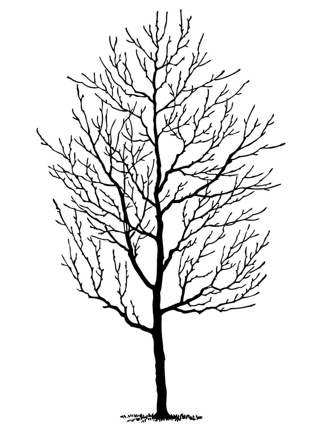 simple silhouette tall tree