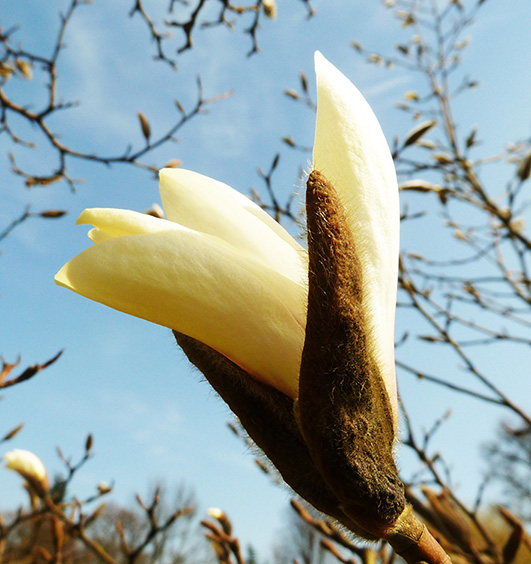 Magnolia flower opens in spring