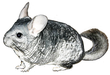 chinchilla graphic animal