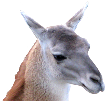 clip art of lama head