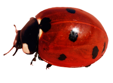 crawling ladybug image