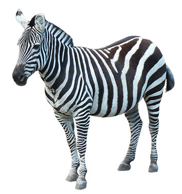 zebra clip art