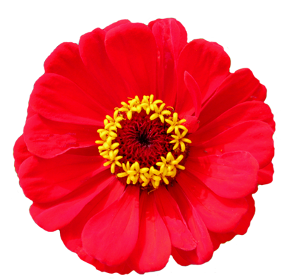 Red flower yellow center