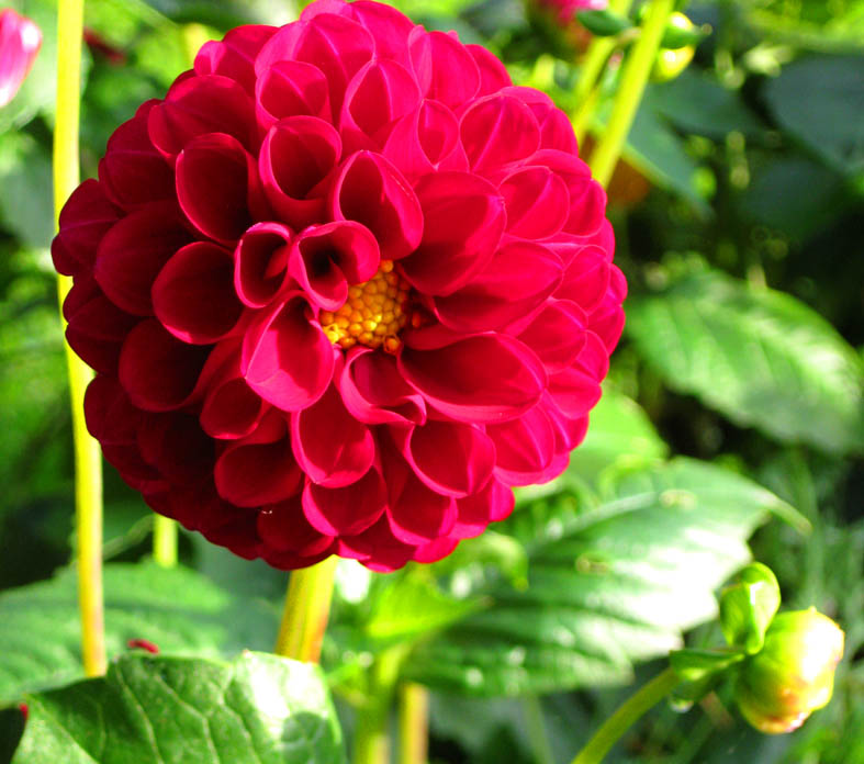 red dahlia and bud