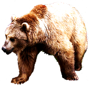 picture of brown bear clip art
