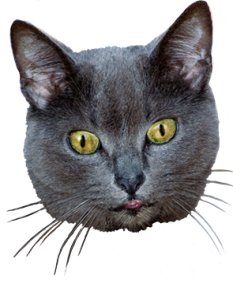 clipart of cats head