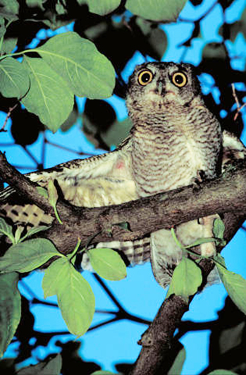 Screech owl photo