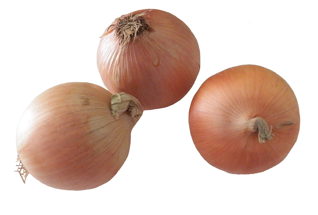 onions clipart