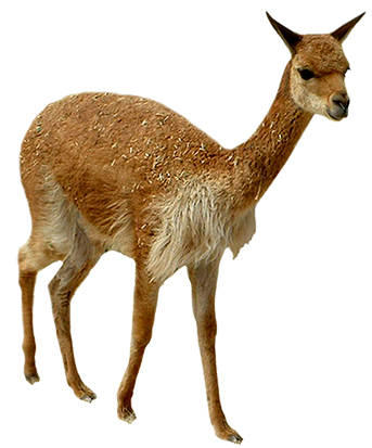 young lama picture clip art