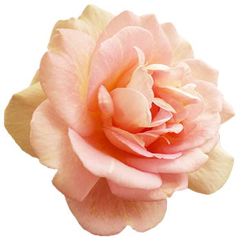 Valentine's Day Pink Rose