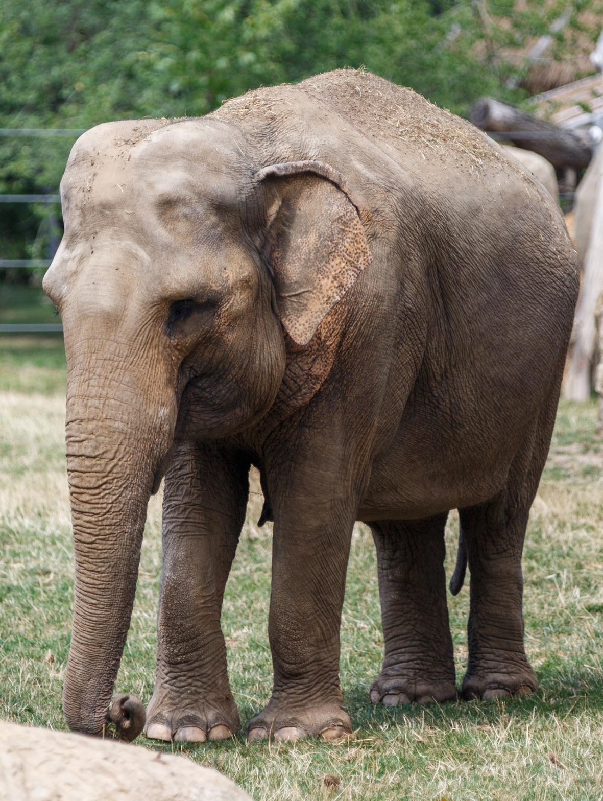 Indian elephant picture