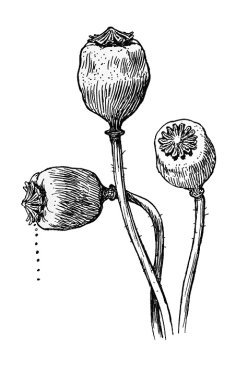 Poppy heads sketch