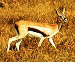 gazelle lion facts