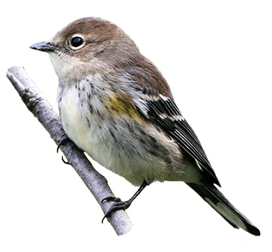 Yellow rumped Warbler