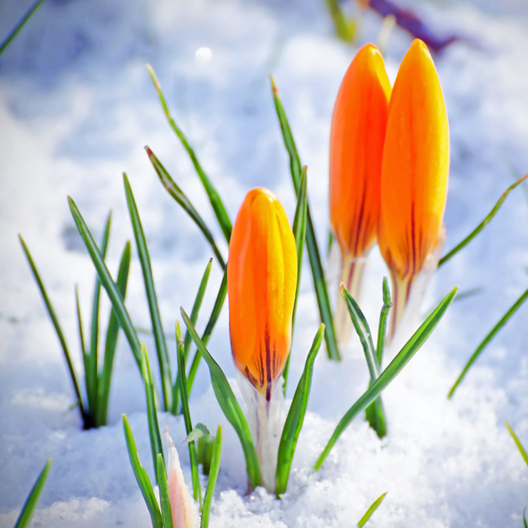 yellow crocus in snow early spring