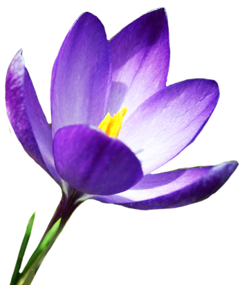 blue crocus in spring