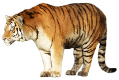animal graphics tiger standing