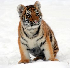 tiger cub in the snow