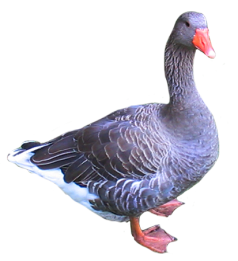 clip art of goose