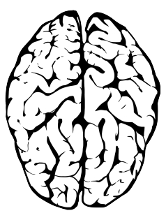 drawing of the human brain