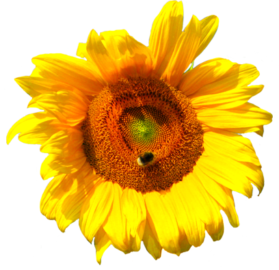 sunflower head with bee