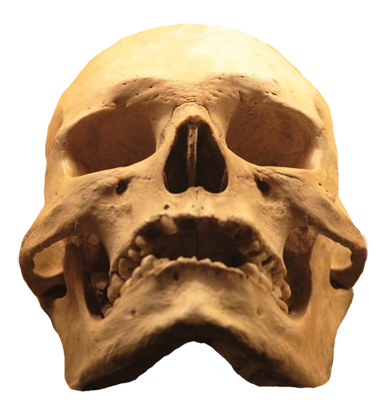 skull clip art human skull