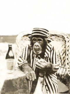 chimp dressed up photo