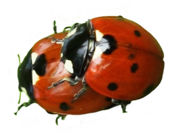 Two ladybugs clipart