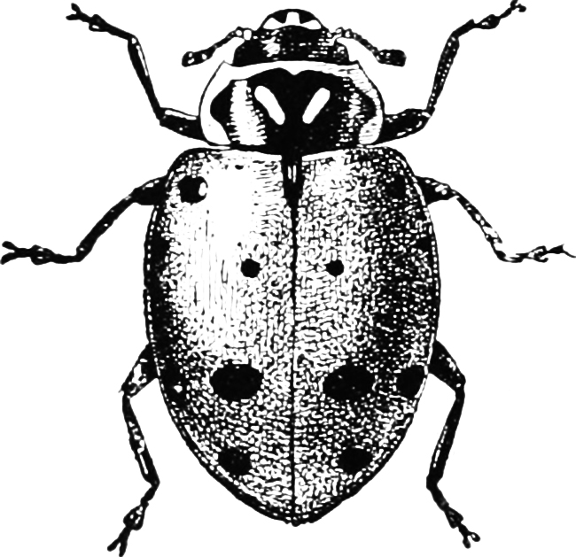 ladybug drawing