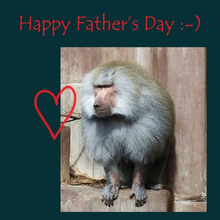 Baboon Father picture greeting